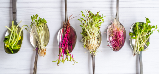 Microgreens: Tiny Greens with Massive Nutritional Benefits