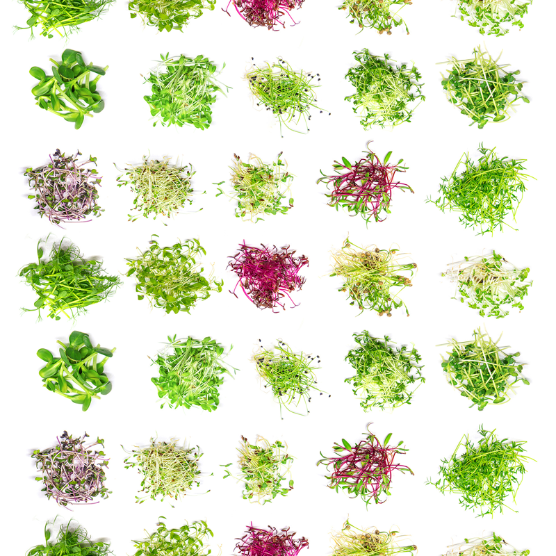 The Health Benefits of Microgreens: The Nutrient-Packed Superfood