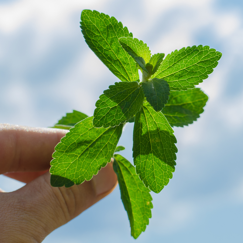 Stevia vs. Monk Fruit – Which is Healthier?