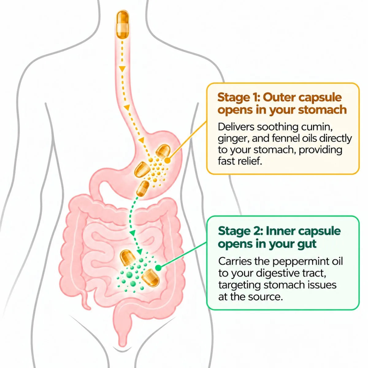 Diagram: the outer capsule opens in the stomach to release cumin, ginger and fennel oils; the inner capsule opens in the gut to release peppermint oil