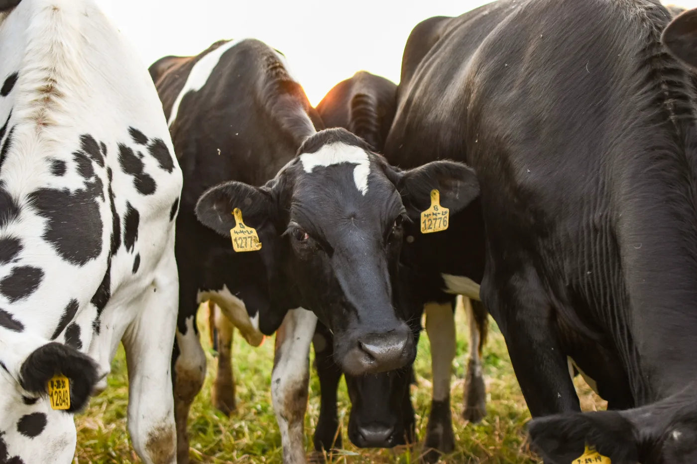 Dairy cows with numbered ear tags standing in a field